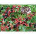 Fruit Tree Seeds Mulberry Tree Seeds For Sale